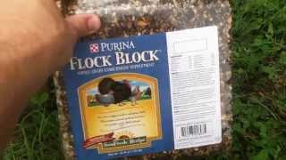 Adventures in raising Silkie chickens part 4: egg production and a supplement block for your fowl