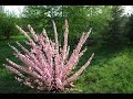 Весна на Первомайской, Радсело 