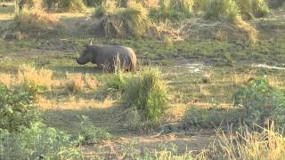 Zimbabwe Mana Pools Hippo Charge Slow Motion