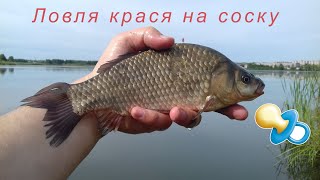 Что такое ловля карася на соску спб