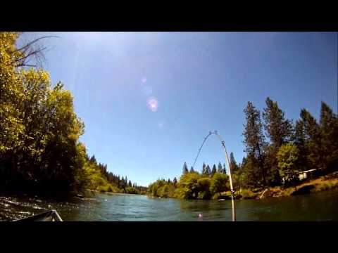 GoPro Salmon