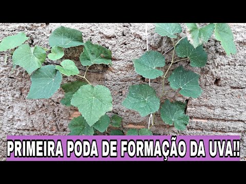 , title : 'PRIMEIRA PODA DE FORMAÇÃO DA UVA NIÁGARA | TUTORIAL COMPLETO!!'