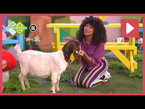 GEITJES | Zin in Zappelin | NPO Zappelin