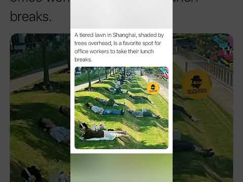 💥Lunch break serenity in the heart of Shanghai. 🌳 #ShanghaiLife #LunchBreak  #OfficeLife #Shanghai