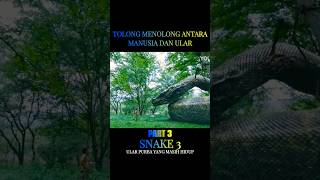 Download lagu What would you do if you met a snake this big #shorts mp3 Download lagu What would you do if you met a snake this big #shorts mp3