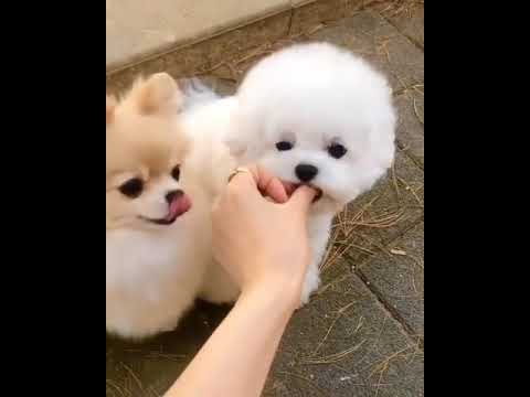 I feel so optimistic when I see this cute animal . #shorts