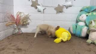 ハーフ犬の動画01