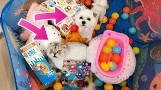 СЛАДУН В ШОКЕ ОТ ЗОЛОТЫХ КОТЯТ-ПОДКИДЫШЕЙ LOST KITTIES! МАЛЕНЬКИЕ ПИТОМЦЫ ПРОТИВ БОЛЬШИХ!