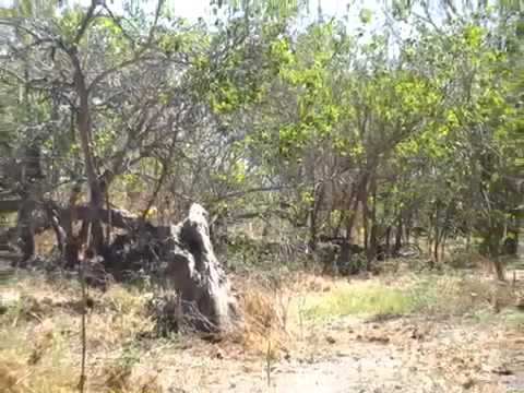 Elephant walking by our campsite during lunch in Okavango D