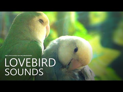 Peach-faced Lovebird's Call Sounds - Two Lovebirds, Opaline and Sea Green