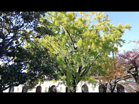 英文学科 【岡田山の四季】Autumn 2020 at Kobe College