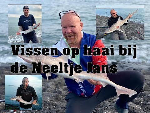 SHARK FISHING IN ZEELAND – CHECK OUT THIS VIDEO! 🦈