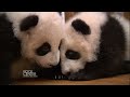 Tiernos bebés pandas aprendiendo a caminar