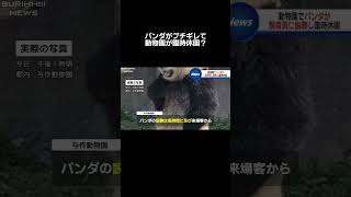 #ニュース#パンダ#動物園#可愛い#放送事故#福井アナ #壺浅アナ#ブリッヒーニュース