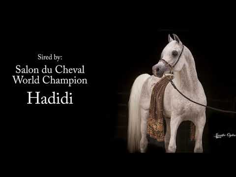 Jassehr Gharib (Hadidi x Zakeyat) Black Straight Egyptian Arabian Stallion