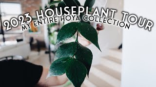 2023 houseplant tour PART 1 of 3 - my entire hoya collection!