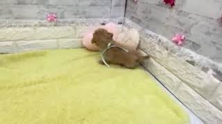 ハーフ犬の動画01