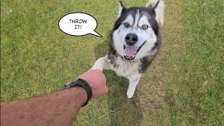 Broken Husky Argues with me after leaving the ball!