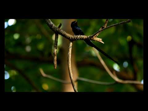 Kara sun presenting wildlife (birding) of the seychelles,final chapter: La Digue