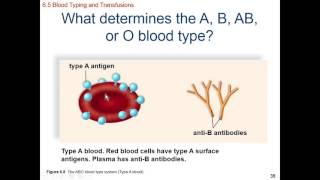 HumanBio Ch 06 Platletts, Blood Types, Clotting, and Diseases