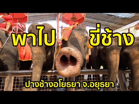 Ayothaya Elephant Camp