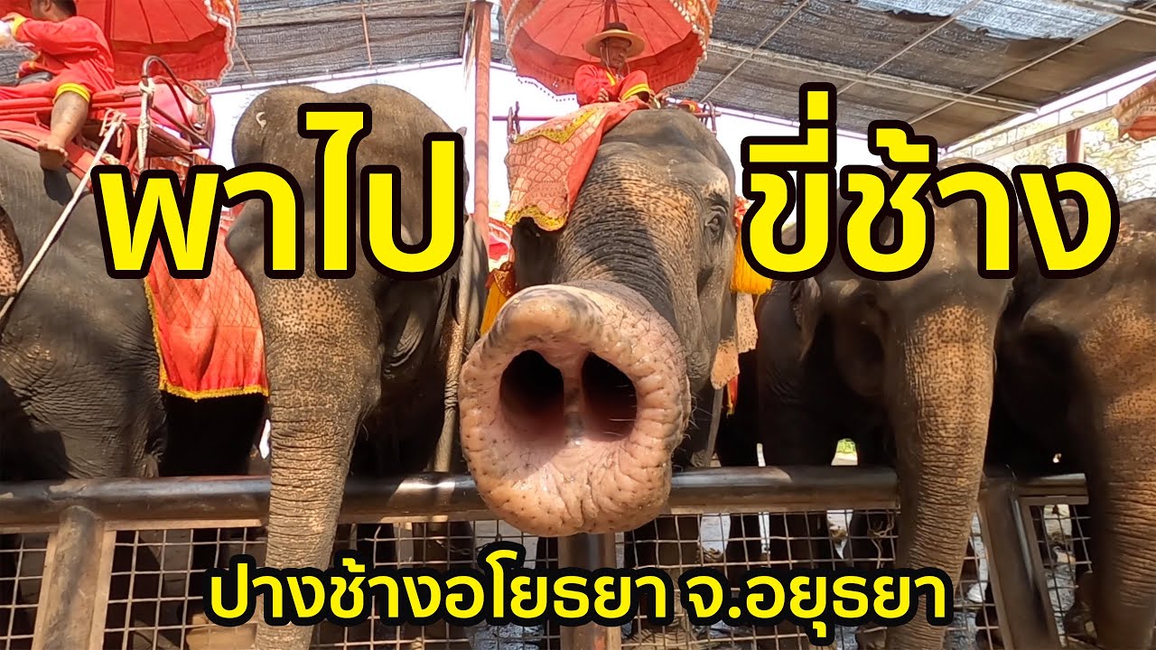 ปางช้างอโยธยา