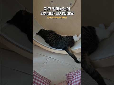 자고 일어났는데 고양이가 삐져있어요