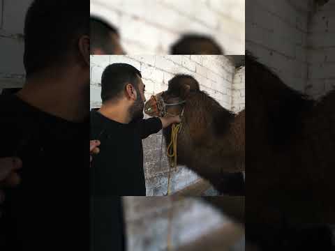 Deve, Aniden Saldırdı! (Sahibinin Ödü Patladı) #deve #camel #shorts