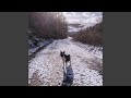Bears Dance