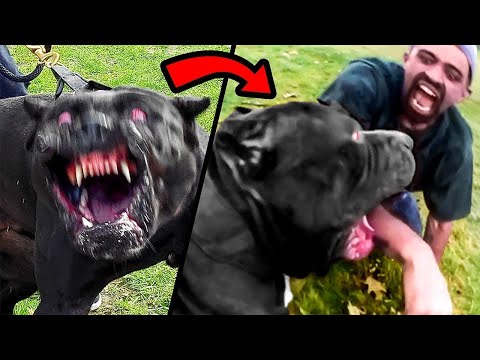 Cuando Las Razas De Perros Prohibidas Atacan