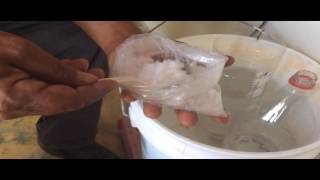 Bettas -  Eclosión de la Artemia Salina, método sencillo