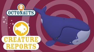 Octonauts - Creature Report: Bowhead Whales 🐳  