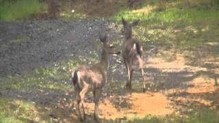 Deer.avi