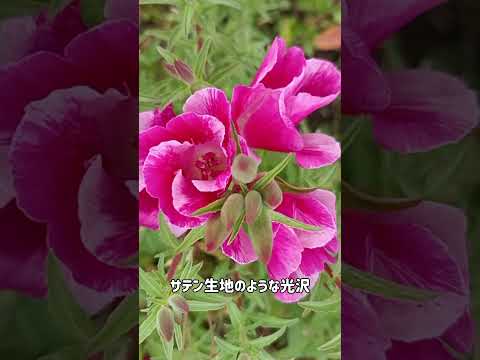 境界線、ポーチの下、壁沿いの多年草？葵の種まきの時期を学びましょう！  庭園