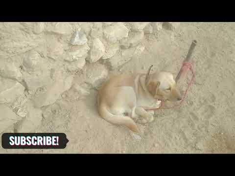Dogs Playing Videos 2024 😅 | Best Funniest Animal Videos Of The week #22