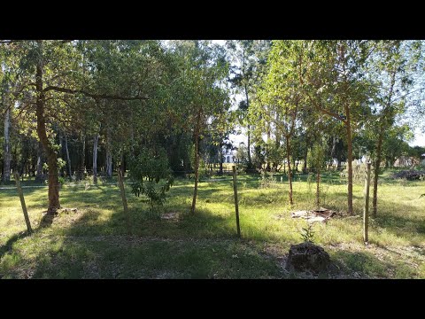 Caminante sí hay camino 🚶‍♀️ Paseamos por Parque Postel Ciudad del Plata/ Primera parte