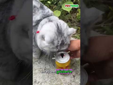 Sahibi şaka yaptı ama kedisinin başına neler geldi 😻 #kedi #komik #prank