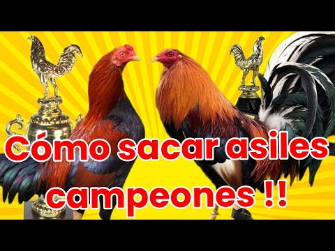 3 pasos para sacar asiles altamente competitivos @elpoderdelpollo2342