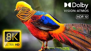 BEAUTIFUL BIRDS in HDR 8K 60fps Video - Dolby Vision (8K / 4K TV)