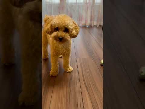経営学科 ぬいぐるみをキャッチしようと飛んで転んじゃったトイプードル11ヶ月　 #toypoodle　#トイプードル　#子犬