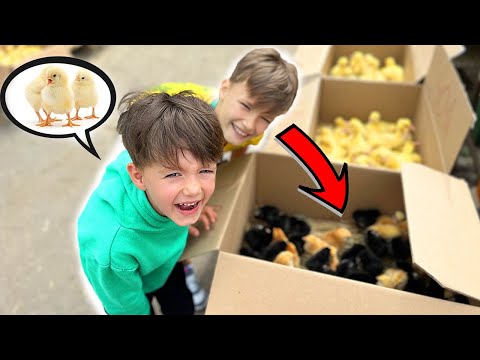 Am CUMPĂRAT💰 PUIȘORI🐤/ Care a FOST REACȚIA COPIILOR?😁