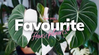 My variegated Gloriosum is BOOMING! | April Favourites!
