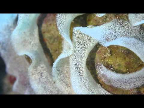 nudi with eggs
