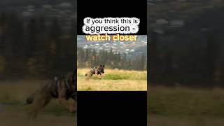 If you think this is aggression - watch closer