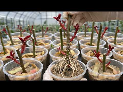 Just One Cup! Suddenly, The Rose Branch Takes Root And Blooms Like Crazy!