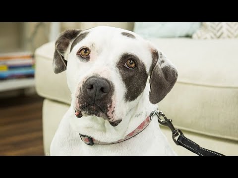 Dispelling Common Pet Misconceptions -  Hallmark Channel
