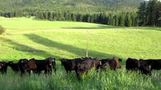preview picture of video 'Old Macdonald had some naughty cows!!!'