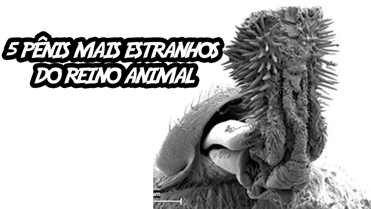 Watch Now 5 Pênis Mais Estranhos do Reino Animal 5 Pênis Mais Estranhos do Reino Animal