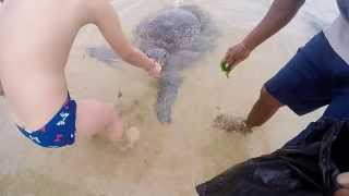 preview picture of video 'Turtles in Hikkaduwa, Sri-Lanka'