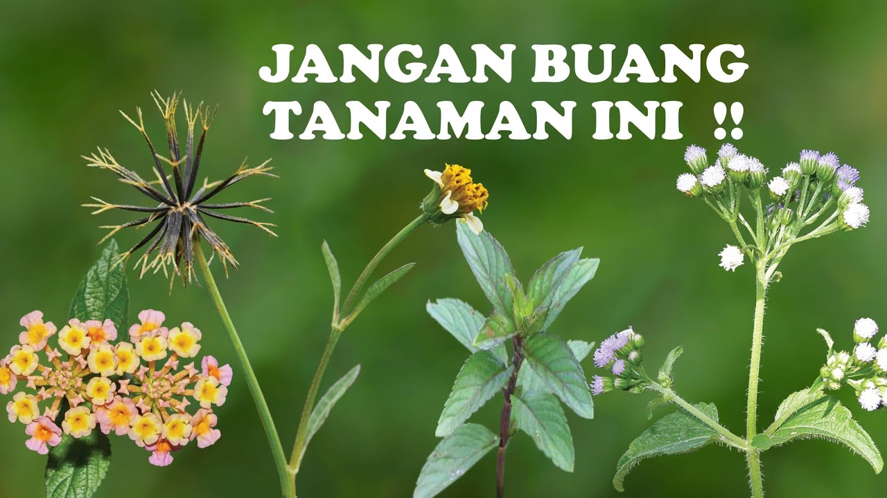 Tanaman Penghasil Pestisida Nabati